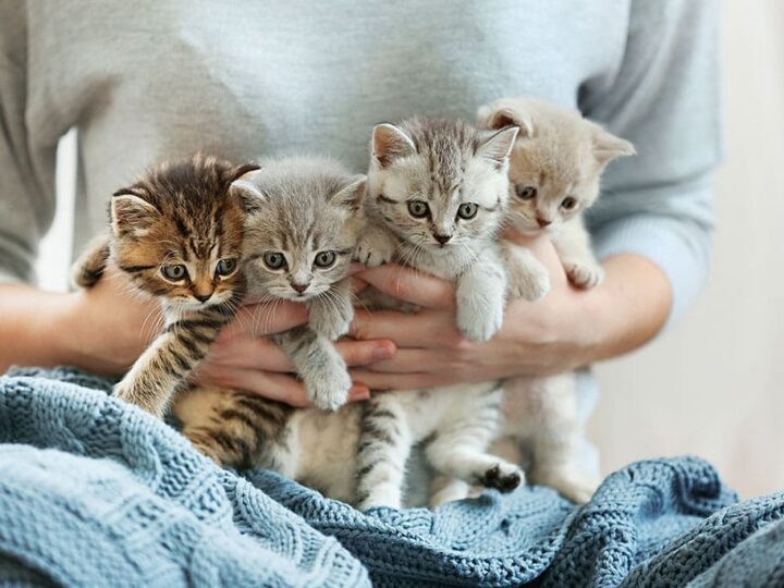 noms de chat en a pour 2025