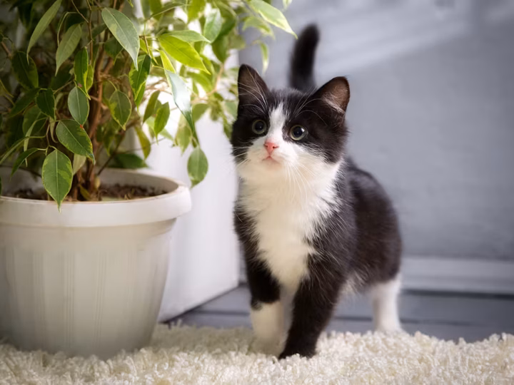 nom de chat en C pour 2027