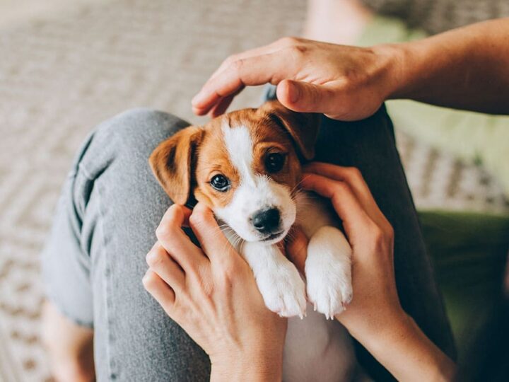 nom de chien en a pour 2025