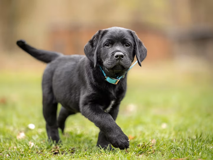 nom de chien en c pour 2027