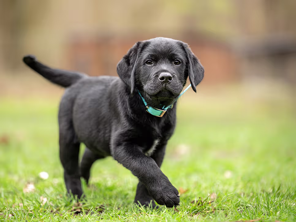 nom de chien en c pour 2027
