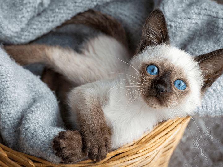 nom de chat en b pour 2026