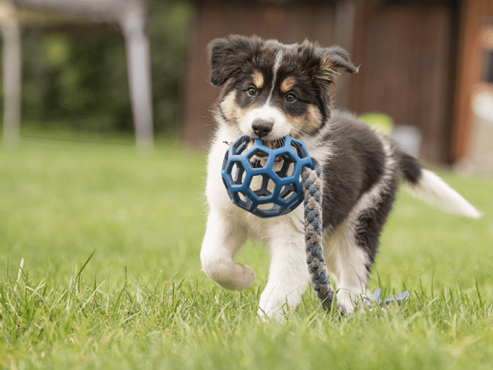 nom de chien en B pour 2026