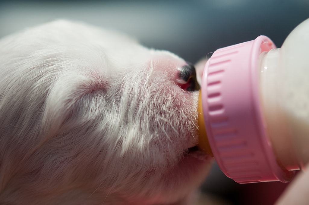 nourrir un chiot non sevré au biberon