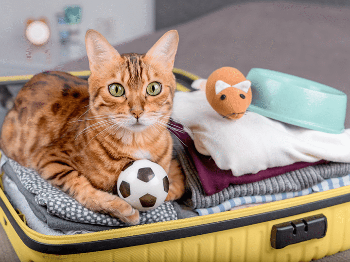 occuper son chat pendant les vacances