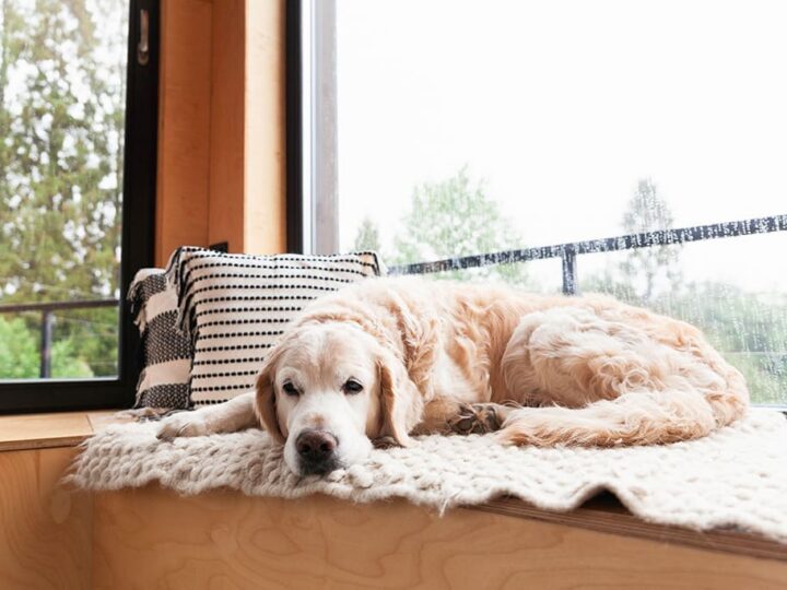 occuper son chien quand il pleut