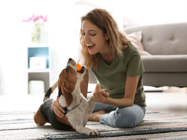occuper son chien en intérieur quand il fait froid dehors