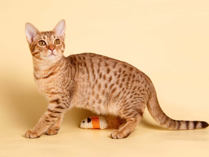 un chat ocicat