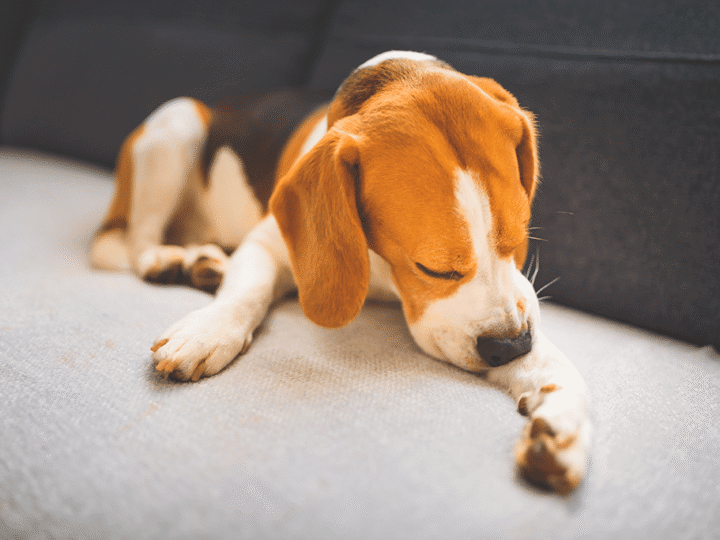 l'œdème de quincke chez le chien