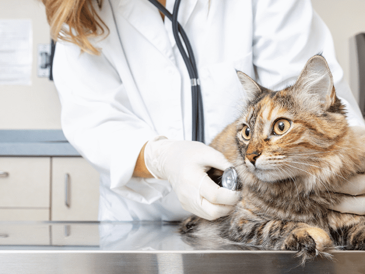 un œdème pulmonaire chez un chat