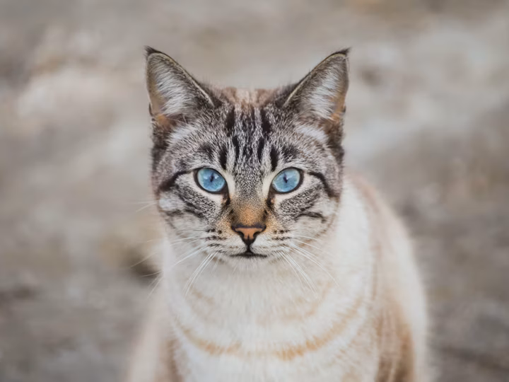 un chat ojos azules