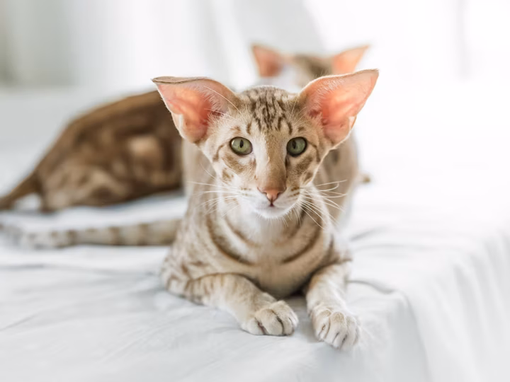 un chat oriental shorthair