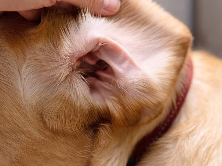un othématome chez un chien