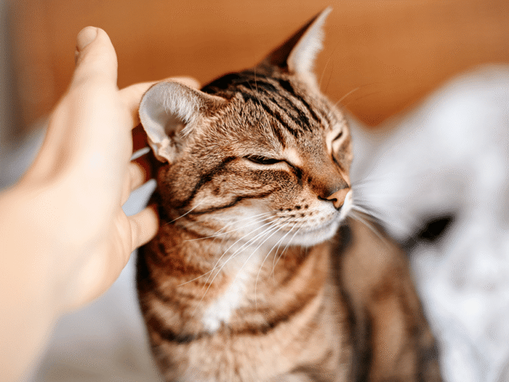 une otite externe chez le chat