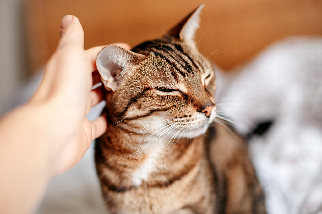 une otite externe chez le chat