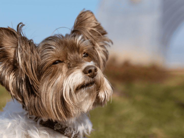 l'otite externe chez le chien