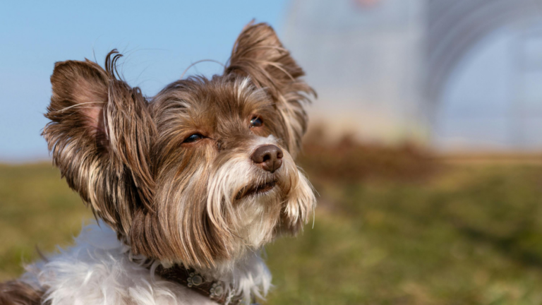 l'otite externe chez le chien