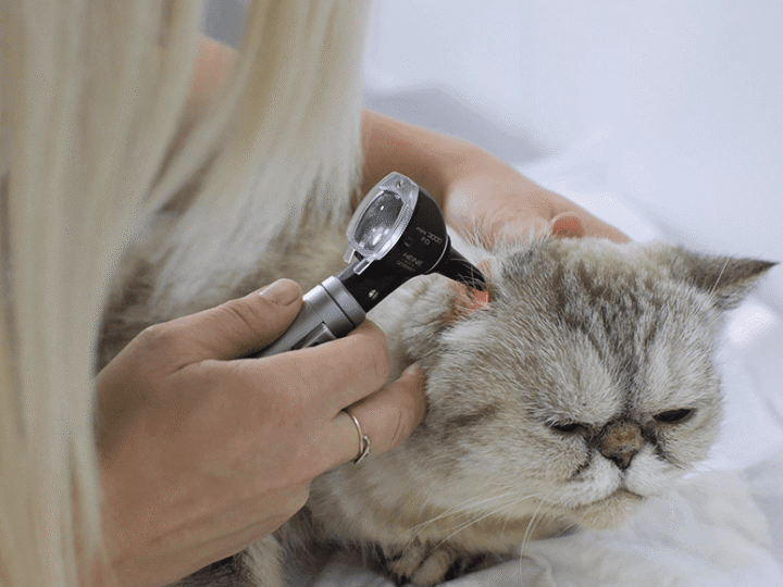 une otite interne chez le chat