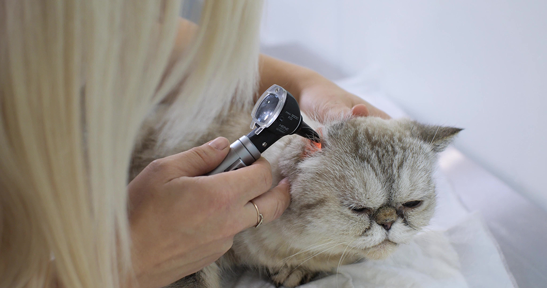 une otite interne chez le chat