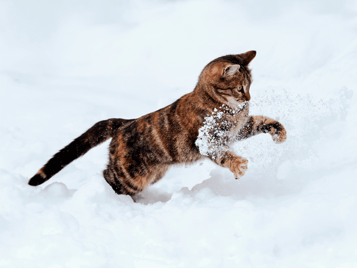 le ski avec son chat