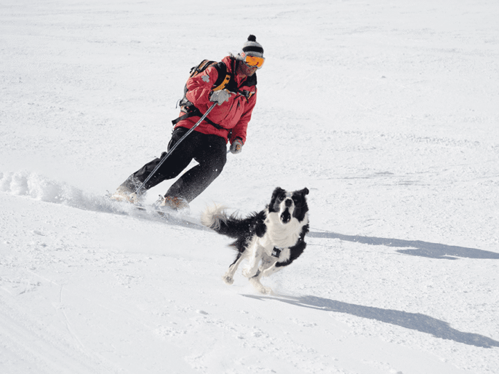 partir au ski avec son chien