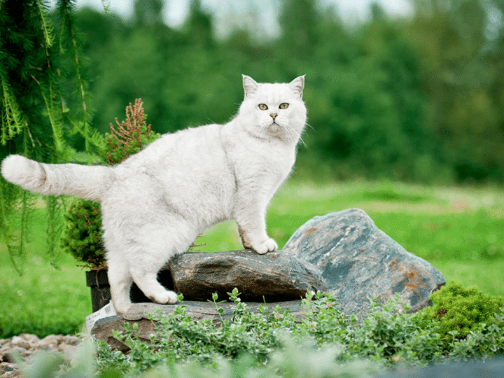 randonner avec son chat