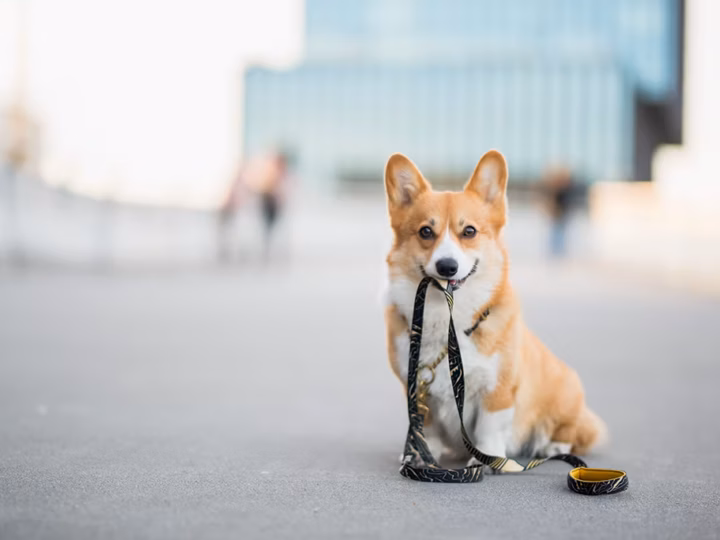 partir en week-end avec son chien