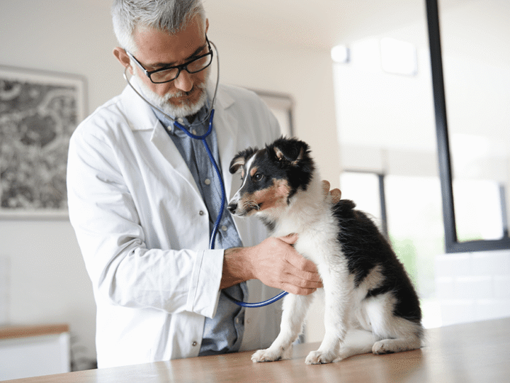 la parvovirose chez le chien