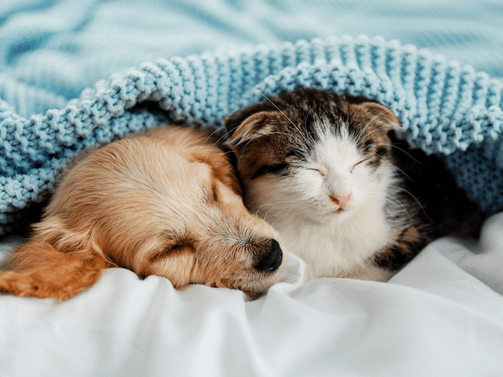 le passage à l'heure d'hiver chez le chien et le chat