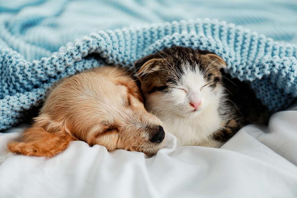 le passage à l'heure d'hiver chez le chien et le chat