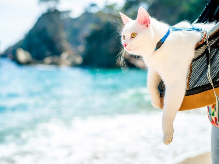 passeport chat pour voyager