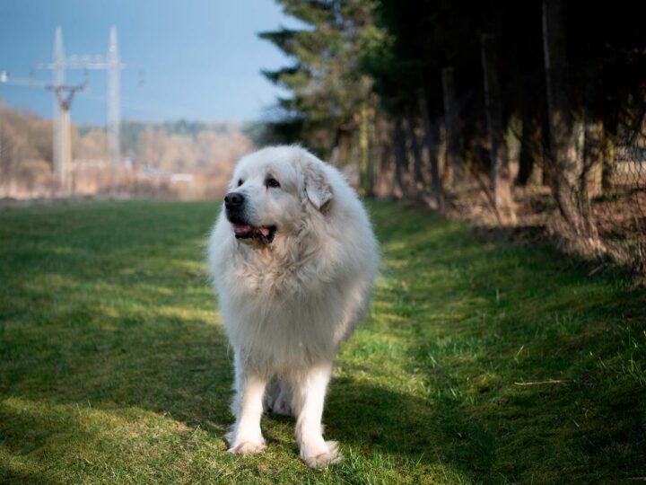 un chien patou