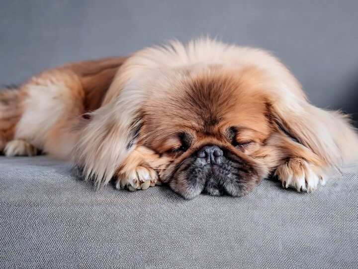 un chien pékinois