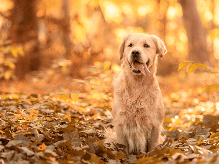 le pelage du chien en automne