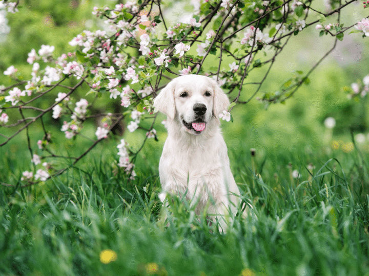 le pelage du chien au printemps