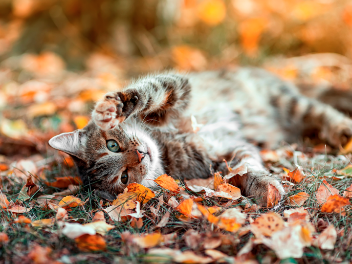 le pelage du chat en automne