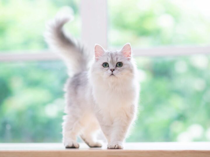 un chat persan