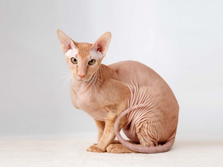 un chat peterbald
