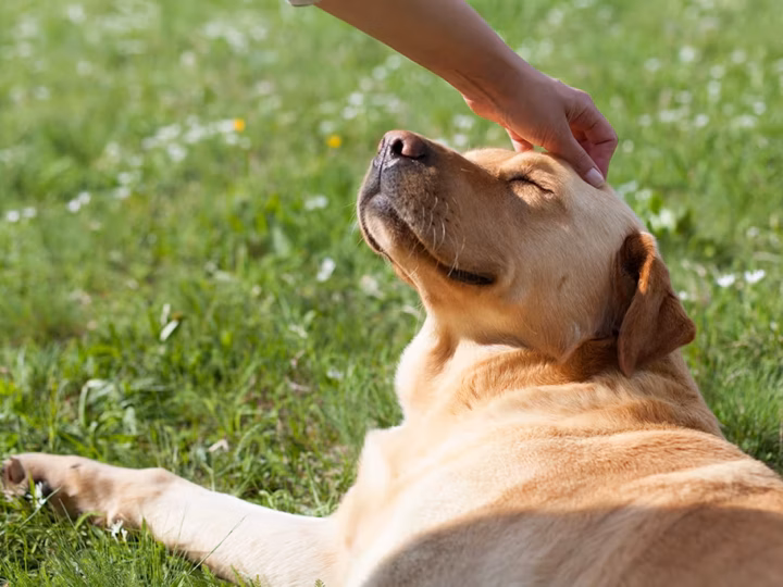 les phéromones du chien