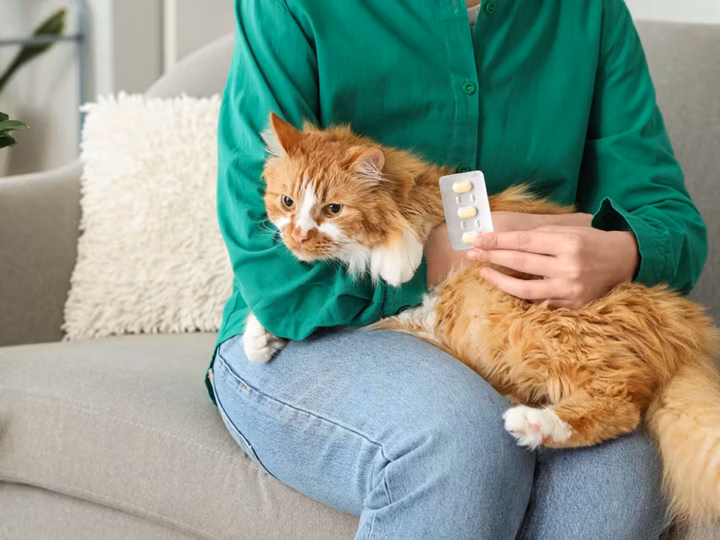 la pilule contraceptive pour chat