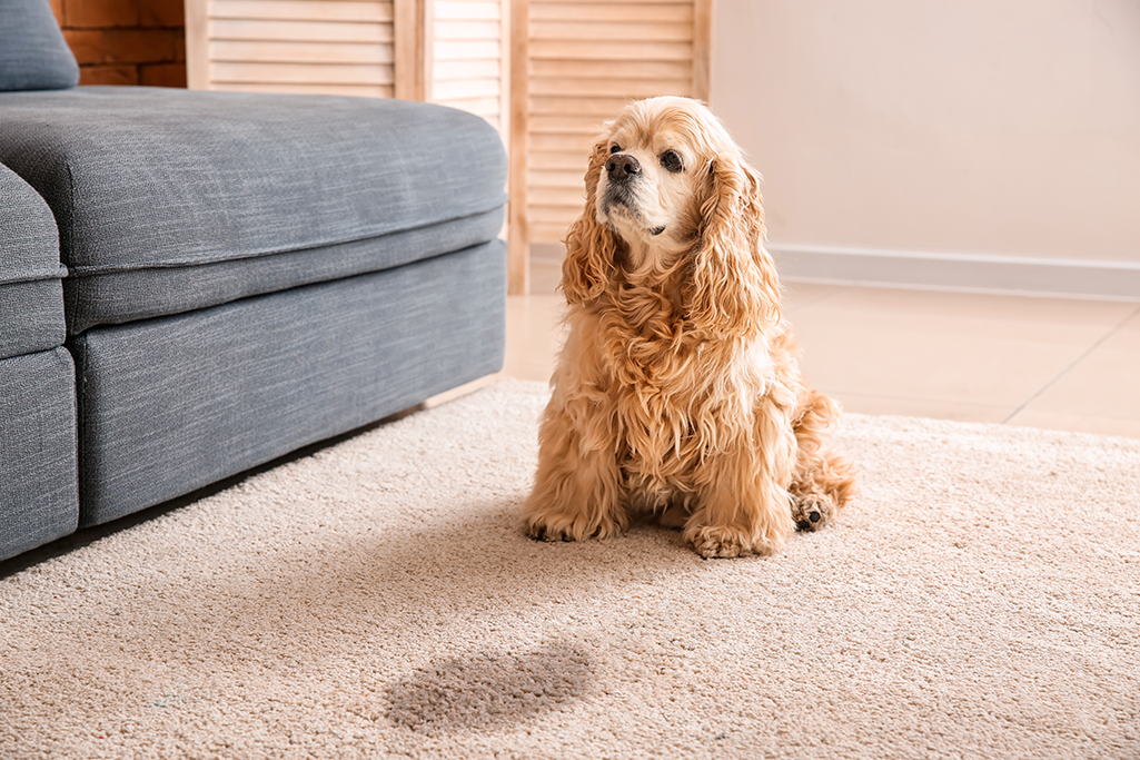 le pipi de joie chez le chien