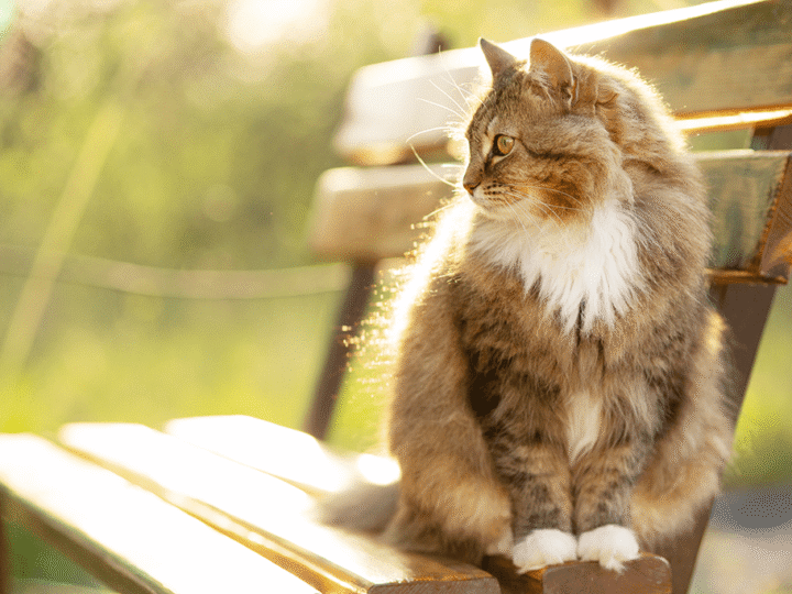 la piroplasmose chez le chat