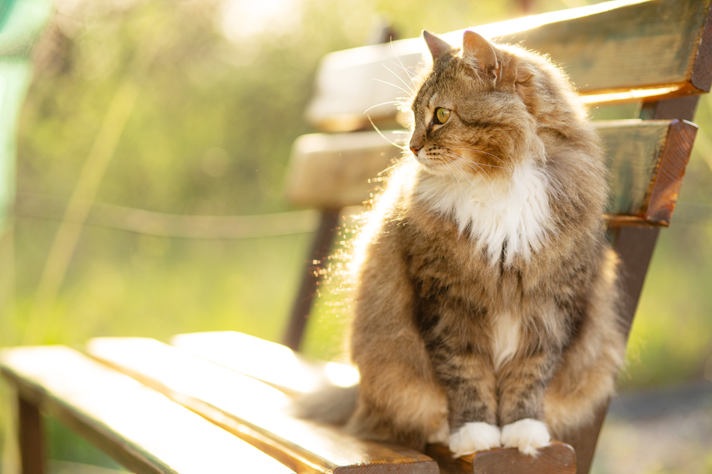 la piroplasmose chez le chat