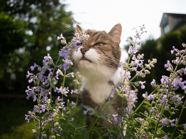 plante pour chat à cultiver dans un jardin