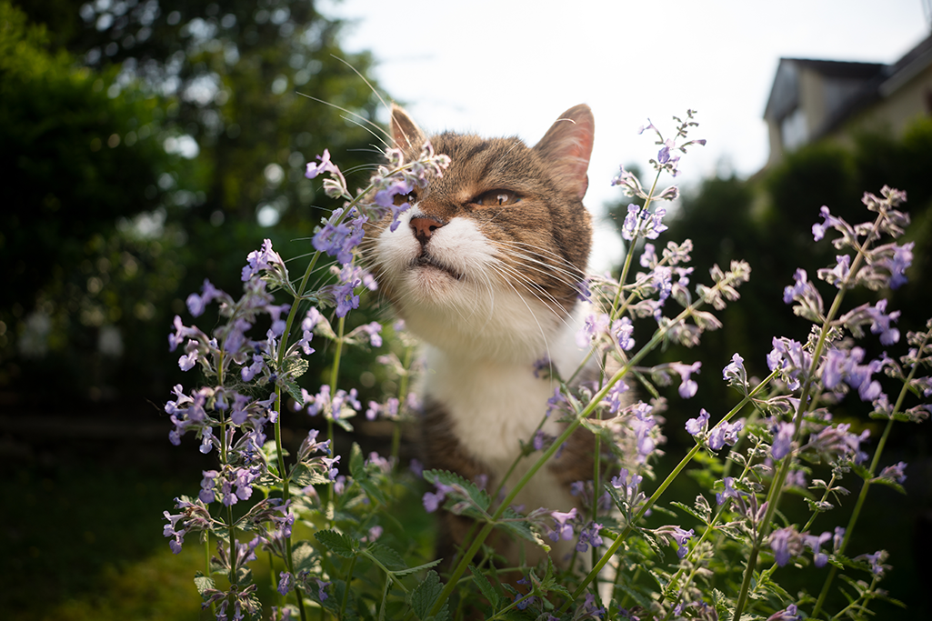 plante pour chat à cultiver dans un jardin