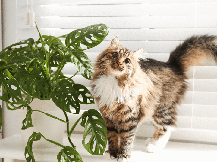 les plus belles races de chats à poil long