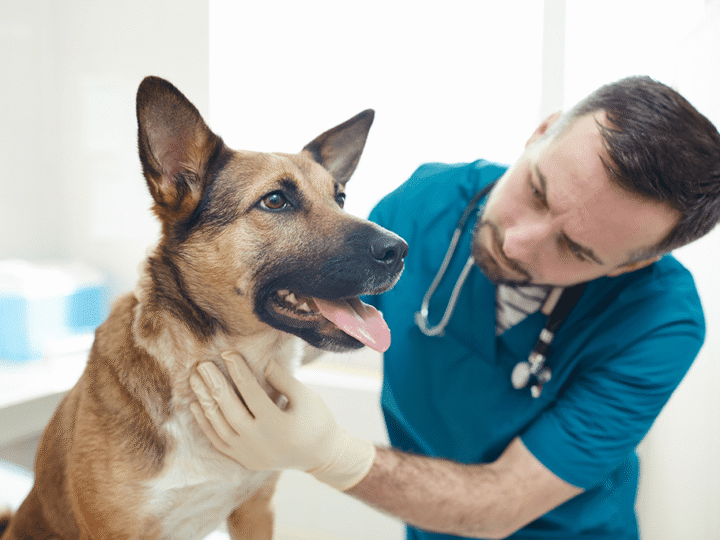 la pneumonie chez le chien