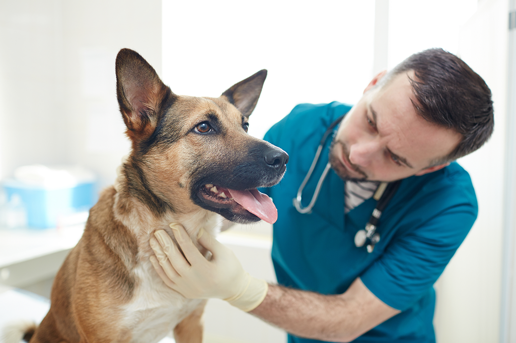 la pneumonie chez le chien