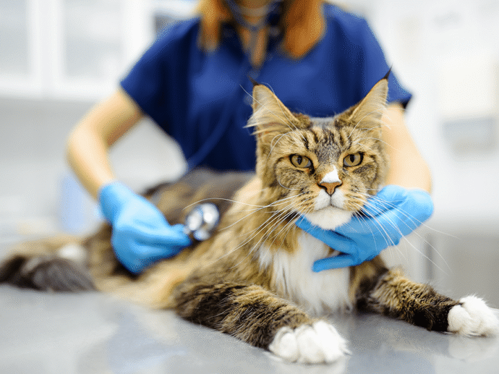 la polykystose rénale chez le chat