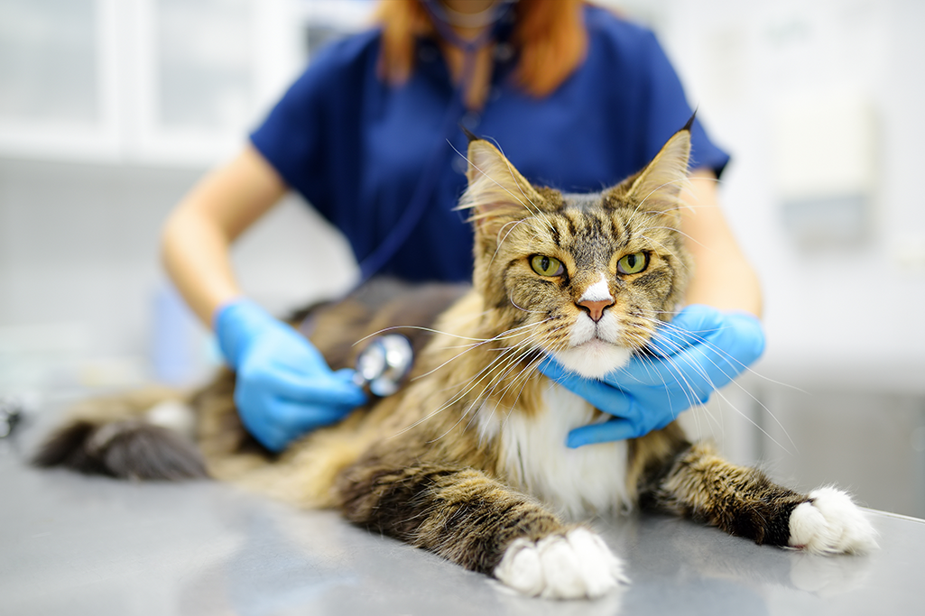 la polykystose rénale chez le chat